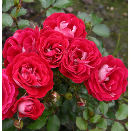 Corazon (Potted Rose)